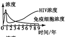 HPV与艾滋病，精细化定义的探讨及图片解析，经典解答解释定义_静态版78.57.82