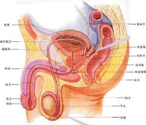 前列腺病变有什么症状