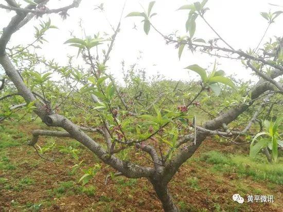 桃树下适合种植中药材