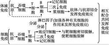 白术的作用和功效